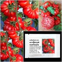 ราคา เมล็ดพันธุ์ มะเขือเทศ คอสโตลูโต Costoluto Genovese Tomato Seed 20 เมล็ด คุณภาพดี ของแท้ 100% (4332656042)