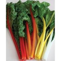 ราคา เมล็ด สวิสชาร์ตสีส้ม - Orange Swiss chard (136466506)