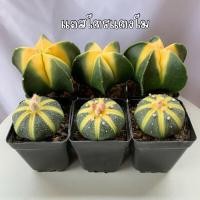 ราคา แอสโตรไฟตั้มด่างร่องเขียวอ่อน Astrophytum, cactus ,succulent กระบองเพชร ไม้อวบน้ำ (18771553562)