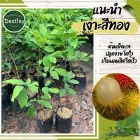 ราคา ต้นเงาะสีทอง(ต้นกิ่งทาบ) (29322705710)