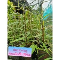 ราคา ต้นลำพู​ ต้นกล้า สูงเฉลี่ย​20​-30 ซม. (9454950335)
