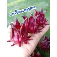 ราคา เมล็ดพันธุ์กระเจี๊ยบแดงซูดาน 300 เมล็ด (25789342959)