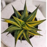 ราคา ม้าเวียนด่าง ฮาโวเทีย Haworthia limifolia variegated ไม้อวบน้ำ cactus&succulent (17696917958)