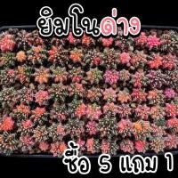 ราคา ยิมโนด่าง ด่างทุกต้น! กระบองเพชร/แคคตัส (14686571058)