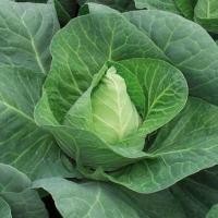 ราคา 50 เมล็ด กะหล่ำปลี กะหล่ำใบ กะหล่ำปลีเขียว Cabbage Seeds สายพันธุ์ กะหล่ำปลีรูปหัวใจ (41672927114)
