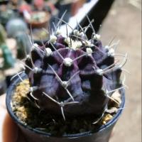 ราคา แ​คค​ตัส​ Cactus ยิม​โน​ด่าง​ สีม่วงเข้มอมดำ สีดุ ทักแชทมาขอดู, เลือกต้นได้นะค่ะ^_^ (4337787866)