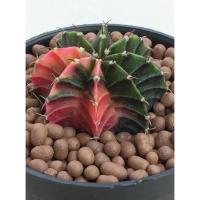ราคา เก๋งแอปเปิ้ล Echinopsis malum กระถาง 3 นิ้ว ต้นเก๋งจีน ต้นกระบองเพชร ต้นแคคตัส (แคคตัส กระบองเพชร) (29153363783)
