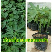 ราคา ต้นกล้า มะละกอแขกดำ ต้นเตี้ยแต่ลูกดก (4541468099)