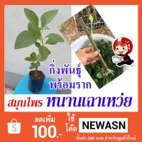 ราคา หนานเฉาเหว่ย (กิ่งพันธุ์) สินค้าพร้อมส่ง (1409576824)