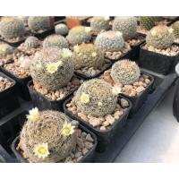ราคา Mammillaria picta f. Aramberri L 1063 Aramberri, Nuevo Leon, MX, 900-1300 m ไม้เมล็ด (21566444285)