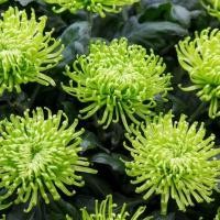 ราคา 50 เมล็ด ดอกเบญจมาศ ดอกมัม เบญจมาศ Chrysanthemum Seeds สายพันธุ์ Green Mist (47559088359)