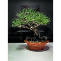 ราคา สนดำญี่ปุ่น Koromutsu black pine (27030112203)