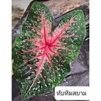 ราคา บอนสีทับทิมสยาม,ทับทิมสยาม,ทับทิมแดง(กัดสีแล้ว)บอน,บอนสี,บอนสีราชินีใบไม้,บอนบ้าน,ต้นบอนสี#บอนสี#ราชินีใบไม้#บอนบ้าน (12082441011)