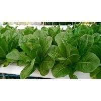 ราคา เมล็ดพันธุ์ ผักสลัดกรีนคอส (Green Cos) บรรจุ 300 เมล็ด (56506720710)