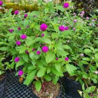 ราคา บานไม่รู้โรยสีแดง Red Globe Amaranth Seeds เมล็ดพันธุ์ดอกบานไม่รู้โรยสีแดง บรรจุ 20เมล็ด (52501444695)