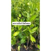ราคา ต้นมะนาวแป้นรำไพ กิ่งตอน (28890762314)