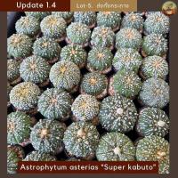 ราคา [ Update 1.4 ] Lot-5 แอสโตรซุปเปอร์คาบูโตะ กระบองเพชร Astrophytum asterias “Super kabuto” ไม้เพาะเมล็ด ส่งทั้งกระถาง (56608111776)