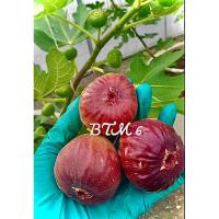 ราคา ต้น มะเดื่อฝรั่ง BTM6 สายพันธุ์ญี่ปุ่น ต้นฟิก Fig ไม้ยืนต้น ไม้ผล ผลไม้ฝรั่ง ต้นใหญ่ แข็งแรง พร้อมส่ง (26209480560)