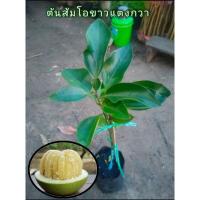 ราคา ส้มโอขาวแตงกวา เนื้อกุ้งใหญ่ แห้ง รสหวาน แบบเสียบยอด (4689863335)