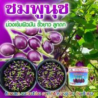 ราคา เมล็ดมะเขือเปราะ ชมพูนุช ตราตะวันต้นกล้า ขนาด20กรัม เมล็ดมะเขือไข่เต่าม่วง เมล็ดพันธุ์ เมล็ดพันธุ์ผัก เมล็ดพันธุ์พืช ผัก (52103795427)