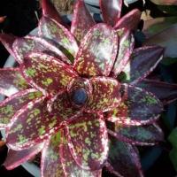 ราคา #สับปะรดสี#Bromeliad#นีโอกานิช#Neo Ganish (6962872655)