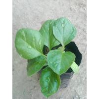 ราคา ต้นพันธุ์ มะเขือเปราะยักษ์ ถุงดำ พร้อมปลูก 30 บาท (Giant Eggplant) มะเขือยักษ์หวาน ลูกโตเหมือนมะพร้าว มะเขือยักษ์ (55256651936)