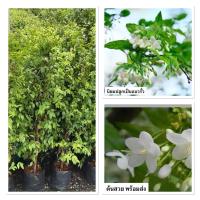 ราคา ต้นโมก ไม้มงคล ความหมายดี นิยมปลูกเป็นแนวรั้ว (80-90cm) (40510868585)