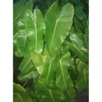 ราคา ฟิโลเดนดรอนPhilodendron,ต้นหยกมรกต (4850598457)