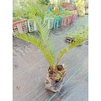 ราคา ต้น ปรงญี่ปุ่น Sago palm พร้อมปลูกในถุงดำ 59 บาท ปรง Cycad พืชที่ปลูกง่าย ดูแลง่าย (25773773402)