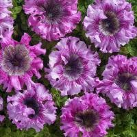 ราคา 25 เมล็ด ดอกพิทูเนีย ดอกพิทูเนียพันธุ์เตี้ย ออกดอกทั้งปี Dwarf Petunia Flower Seed สายพันธุ์ Cerny Jaromer (43872782056)