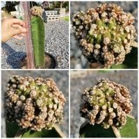 ราคา #13 -​ยิมโนมอนส์เตอร์ คริส ด่าง Gymnocalycium monster cristata​ Cactus แคคตัส กระบองเพชร ไม้อวบน้ำ ไม้กราฟ​ ยิมโนด่าง (10800198660)