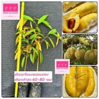 ราคา ต้นทุเรียนหมอนทอง ทุเรียนพันธุ์มีชื่อเสียงที่สุดของประเทศไทย. ต้นกล้าสูง 60-80 ซม (24334650750)