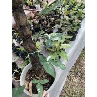 ราคา เงินไหลมาด่างขาว ต้นเขียวล้วน (ต้นแม่ด่าง) ไปลุ้นด่าง (9874712037)