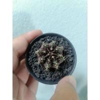 ราคา แคคตัส ยิมโนคาไลเซียม Gymnocalycium (11915412810)