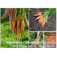 ราคา เมล็ดพันธุ์ แครอทจิ๋ว บรรจุ 1,000 เมล็ด แครอทนิ้วมือ แครอทเบบี้(Little Fingers Carrot Seed) คุณภาพดี ของแท้ 100% (3940605750)