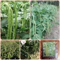 ราคา เมล็ดพันธุ์ถั่วฟักยาวไร้ค้าง (5631255601)