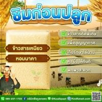 ราคา ข้าวสาร ชิมก่อนปลูก​​ ข้าวเหนียว หอมนาคา เมล็ดสวย เหนียวนุ่ม ไม่แข็ง 5-20 กก. คูลเกษตร ไรซ์ KS23 (48707756080)