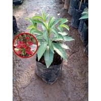 ราคา ต้นมหาเฮงหรือต้นเม็ดเงินเม็ดทองไม้มงคล (14346844361)