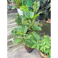 ราคา ไทรใบสักใบใหญ่ ไทรใบสัก Fiddle Fig #ไทรใบสัก #FiddleFig #ไม้ฟอกอากาศต้น ต้นใหญ่1 ต้นต่อกล่องปลอดภัยกว่าค่ะ (28718055990)