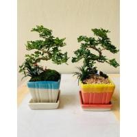 ราคา DDPLANTS บอนไซ มะสังดัด ต้นไม้มงคล (2458332496)