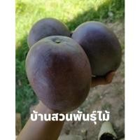 ราคา ต้นมะม่วง พันธุ์หงส์ไข่เท่อ ต้นทาบกิ่ง สูง 100-120 ซม. (10112575001)