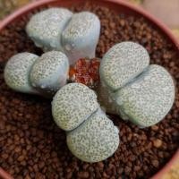 ราคา ไลทอป ไลทอปฟอร์มกอ Lithops ลิทอป หินมีชีวิต ไลทอปจัดส่งทั้งกระถาง ไลทอปติดฝัก เมล็ดไลทอป (11941087296)