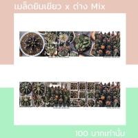 ราคา เมล็ดยิมโนเขียว LBHBเขียว LBHBแฝด3 x ยิมโนด่าง Mix (12528369088)