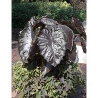 ราคา Colocasia Eesculenta Black Coral (5694656897)