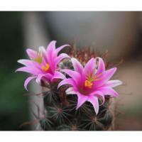 ราคา แมมมิลลาเรีย Mammillaria หนามตะขอแดง ไม้ชำหน่อในกระถาง 2 นิ้ว (4944254465)