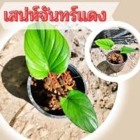 ราคา 1 กระถาง เสน่ห์จันทร์แดง ต้นเสน่จันทร์แดง ต้นไม้มงคล ต้นไม้ฟอกอากาศ จัดส่งพร้อมกระถาง (12840402884)