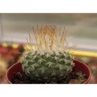 ราคา M6316 Strombocactus seidelii (25 เมล็ด) เมล็ดพันธุ์ กระบองเพชร แคคตัส สตอมโบแคคตัส เพาะเมล็ด แคคตัส ไม้อวบน้ำ Cactus (14912152717)