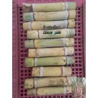 ราคา (10 ท่อน ราคา 52 บาท)พันธุ์อ้อยคั้นน้ำสุพรรณบุรี50 พร้อมปลูก (22675403035)
