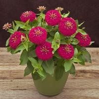 ราคา 100 เมล็ด ดอกบานชื่น บานชื่นหนู บานชื่นฝรั่ง กระดุม ดอกใหญ่ Zinnia Seeds ดอกสีม่วง (54359009884)