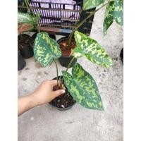 ราคา บอนเสือพรานพร้อมกระถาง (3088926843)